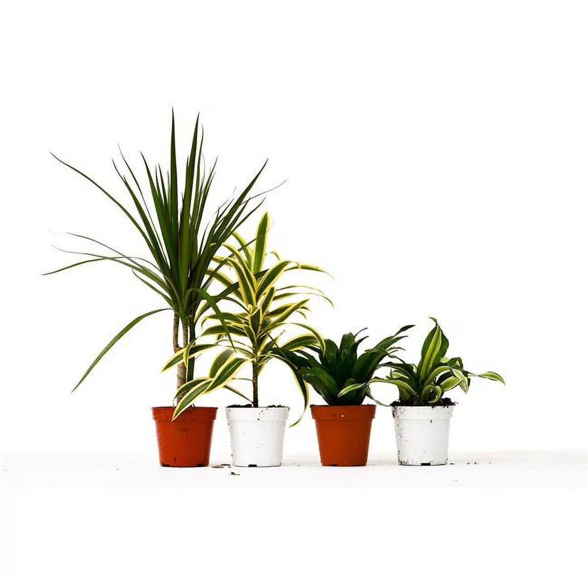 4 in. Pot 4 Different Dracaenas Variety Pack Live House Plant S54513